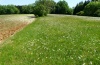 Hemaris tityus: Habitat auf der Südwestalb bei Sigmaringen im Mai 2011: magere, blütenreiche Wiese mit einem Kalkscherbenacker. An der Grenze zum Acker wurden Ende Mai zahlreiche Eier gefunden. [N]