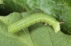 Hemaris tityus: L2-larva (Swabian Alb, Southern Germany, June 2011) [S]