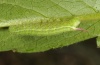 Hemaris tityus: L3-larva (Swabian Alb, Southern Germany, June 2011) [M]