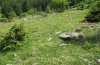 Hemaris tityus: Habitat in the Swiss Valais: larvae at Knautia arvensis [N]