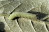 Hemaris tityus: Young larva [M]