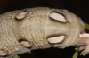 Hyles vespertilio: Larva (Northern Greece, Pindos, late July 2012) [N]