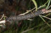 Hyles vespertilio: Raupe (Nordgriechenland, Pindos, Ende Juli 2012) [M]