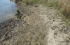 Tetrix ceperoi: Habitat (Baden-Württemberg, Oberrhein bei Dettenheim, April 2019) [N]