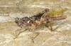 Tetrix ceperoi: Weibchen (Baden-Württemberg, Oberrhein bei Dettenheim, April 2019) [N]