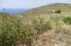 Poecilimon aegaeus: Habitat (Griechenland, Tinos, nordwestlich von Tinos-Stadt, 300m, Ende Mai 2025) [N]