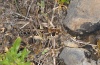 Decticus albifrons: Male (Madeira, Sao Lourenco, March 2013) [N]