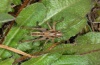 Decticus albifrons: Larve (Madeira, Sao Lourenco, März 2013) [N]