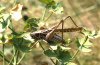 Decticus albifrons: Male [N]