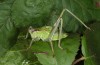 Calliphona alluaudi: Männliche Larve (e.l. NW-Gran Canaria, Barranco de Agaete, Larve Anfang Januar 2019) [S]