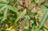 Calliphona alluaudi: Männchen (e.l. NW-Gran Canaria, Barranco de Agaete, Larve Anfang Januar 2019) [S]