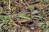 Anonconotus apenninigenus: Weibchen (Hautes Alpes)