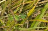 Decticus aprutianus: Male (Italy, Gran Sasso, Campo Imperatore, 2000m, late September 2016) [N]