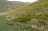 Decticus aprutianus: Habitat (Italy, Gran Sasso, 1600m, late September 2016) [N]