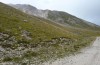 Decticus aprutianus: Habitat (Italy, Gran Sasso, Campo Imperatore, 2000m, late September 2016) [N]