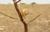 Ephippiger apulus: Male (S-Italy, Apulia, Bari, Alta Murgia, late June 2024) [N]