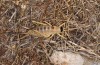 Ephippiger apulus: Female (S-Italy, Apulia, Bari, Alta Murgia, late June 2024) [N]