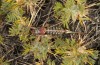 Ephippigerida areolaria: Weibchen (Zentralspanien, Teruel, Sierra de Javalambre, Ende Juli 2017) [N]