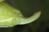 Odontura aspericauda: Weibchen (Andalusien, Motril, Ende März 2019) [M]