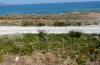 Eupholidoptera astyla: Habitat (Crete, East of Rethymnon, early May 2013) [N]