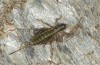 Anonconotus baracunensis: Female (NW-Italy, North of Monte Viso, October 2014) [N]