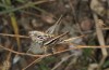 Ctenodecticus bolivari: Weibchen (Sardinien, Aritzo, Ende September 2018) [N]