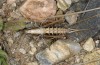 Ctenodecticus bolivari: Weibchen (Sardinien, Aritzo, Ende September 2018) [N]