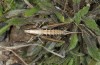 Ctenodecticus bolivari: Female (Sardinia, Aritzo, late September 2018) [N]