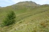 Metrioptera brachyptera: Habitat (Austria, East Tyrol, Seespitzhütte, 2000m, late August 2018)