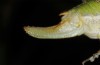 Poecilimon brunneri: Weibchen (Thrakien, Alexandroupolis, Ende Mai 2019) [M]