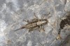 Bucephaloptera bucephala: Female (N-Greece, Siatista, late October 2023) [N]