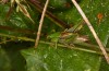 Metrioptera buyssoni: Male (France, Bagnères-de-Luchon, mid-September 2021) [N]