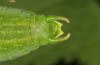 Isophya camptoxypha: Male (E-Austria, Stiria, Grazer Bergland, Ratlosgraben near Frohnleiten. June 2018) [M]