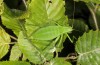 Isophya camptoxypha: Female (E-Austria, N-Burgenland, Leitha mountains, June 2018) [N]