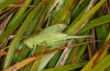 Tettigonia cantans: Weibchen (Norditalien, Emilia Romana, Corno alle Scale, Anfang Oktober 2023) [N]