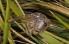 Metrioptera caprai: Weibchen, frisst Raupe (Italien, Rieti, Monte Terminillo, 1800m, Ende September 2016) [N]