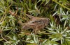 Metrioptera caprai: Female feeding on a caterpillar (Italy, Rieti, Monte Terminillo, 1800m, late September 2016) [N]