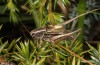 Metrioptera caprai: Male (Italy, Rieti, Monte Terminillo, 1800m, late September 2016) [N]