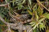 Metrioptera caprai: Männchen (Italien, Rieti, Monte Terminillo, 1800m, Ende September 2016) [N]