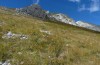 Metrioptera caprai: Habitat am Monte Terminillo in 1800m waren niedrige Wacholderbüsche am grasigen Hang (Rieti, Italien, Ende September 2016) [N]