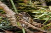 Metrioptera caprai: Male (Italy, Rieti, Monte Terminillo, 1800m, late September 2016) [N]