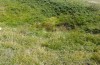Metrioptera caprai: Habitat am Monte Terminillo in 1800m waren niedrige Wacholderbüsche am grasigen Hang (Rieti, Italien, Ende September 2016) [N]