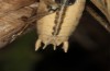 Platycleis carinata: Männchen (Samos, Kerkis, Ende Juni 2016) [N]