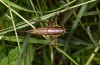 Parapholidoptera castaneoviridis: Female (Greece, Thrace, E-Rhodopes NE Alexandroupolis, larva in late May 2019) [S]