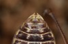 Sorapagus catalaunicus: Male (Spanish Pyrenees, Cerler, 1700m, mid-September 2021) [M]