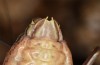 Sorapagus catalaunicus: Männchen (spanische Pyrenäen, Cerler, 1700m, Mitte September 2021) [M]