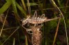 Sorapagus catalaunicus: Weibchen (spanische Pyrenäen, Cerler, 1700m, Mitte September 2021) [N]