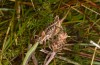 Sorapagus catalaunicus: Weibchen (spanische Pyrenäen, Cerler, 1700m, Mitte September 2021) [N]