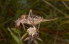 Sorapagus catalaunicus: Female (Spanish Pyrenees, Cerler, 1700m, mid-September 2021) [N]