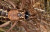 Sorapagus catalaunicus: Female (Spanish Pyrenees, Cerler, 1700m, mid-September 2021) [N]